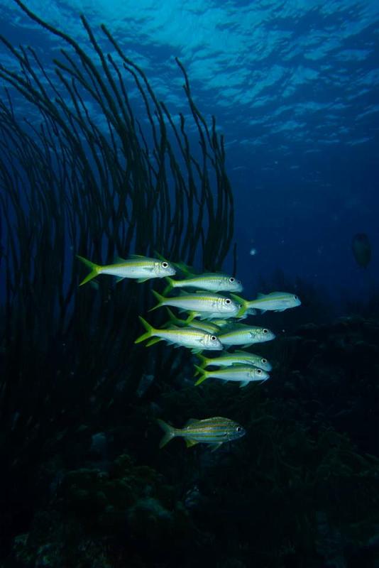 Bonaire 2018 4.jpg
